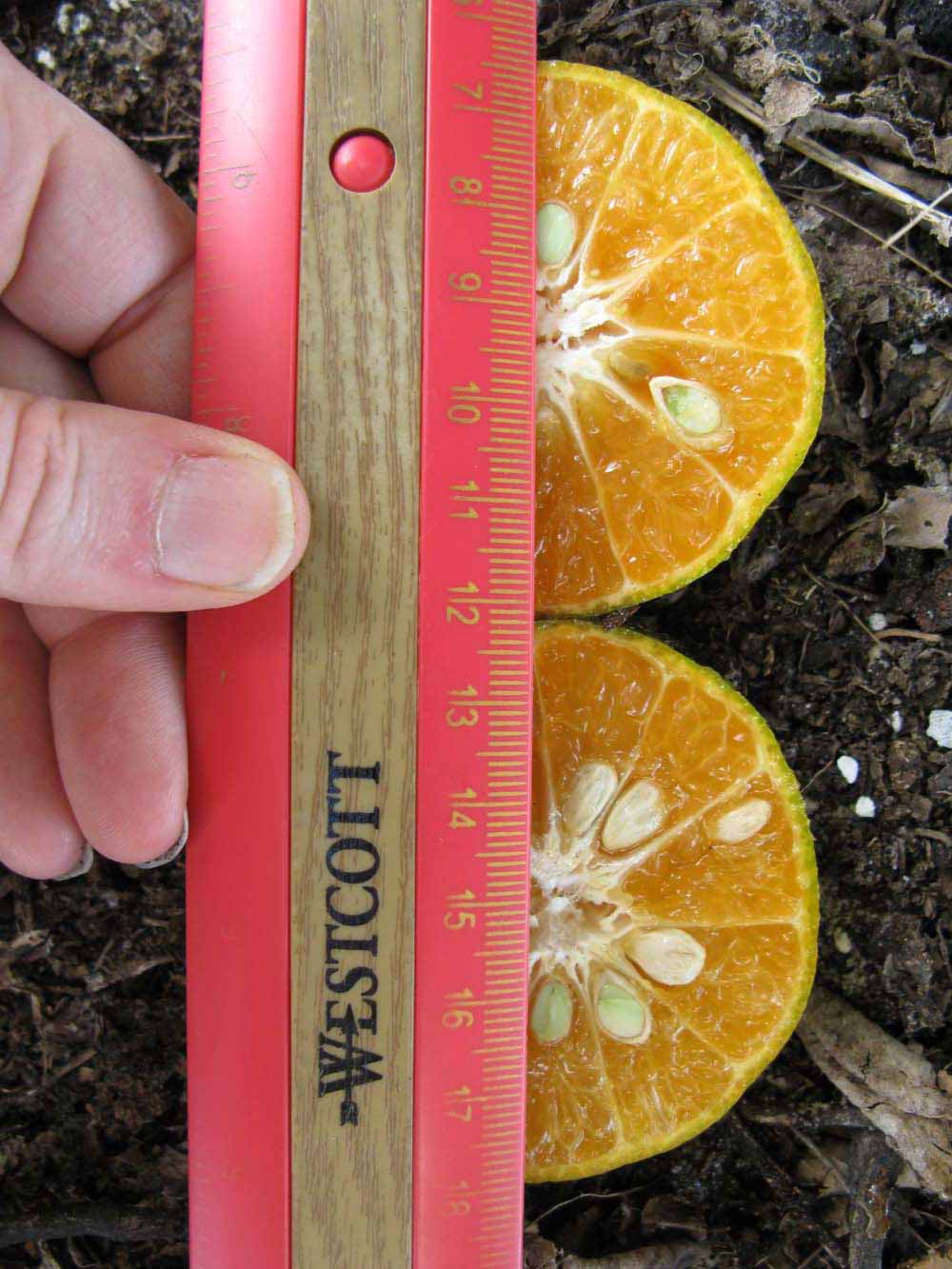              Fruit cross-section (Winter Haven, FL)       